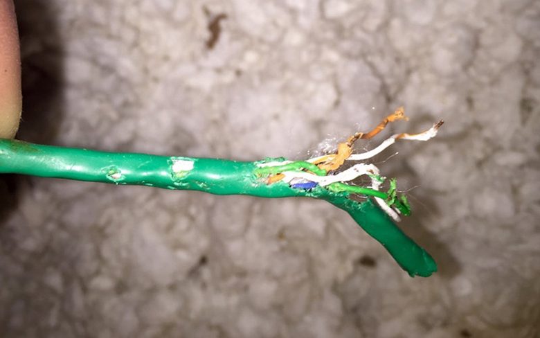 dây điện bị chuột cắn